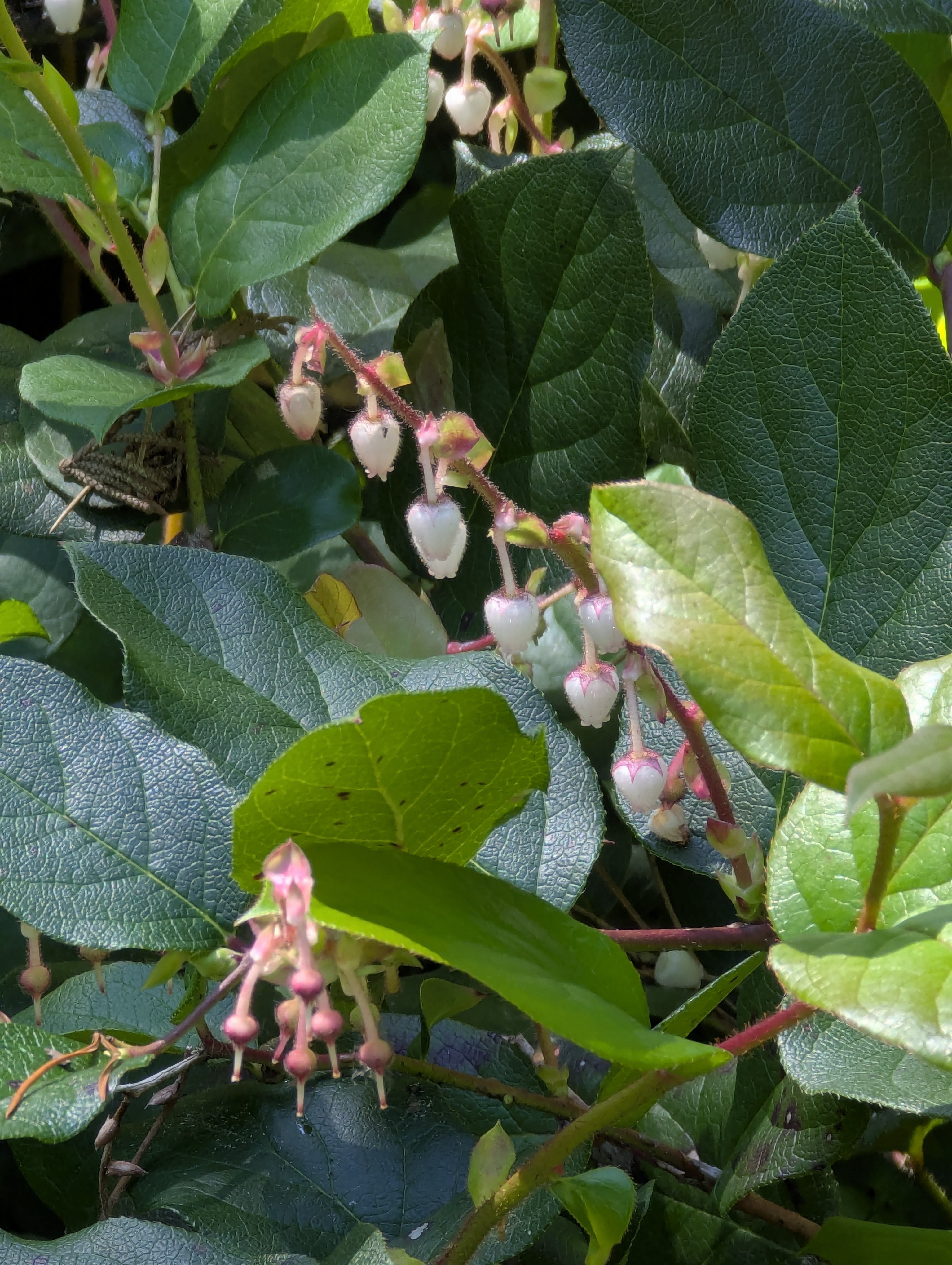 Birthday Trip to Canada, Delta, Burns Bog, Vancouver, British Columbia